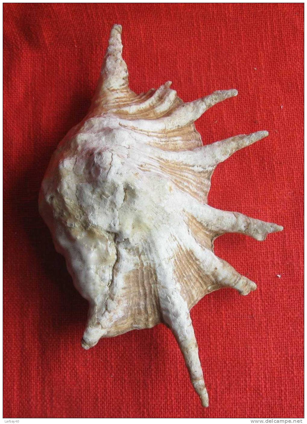 1 Coquillage - Seashells & Snail-shells