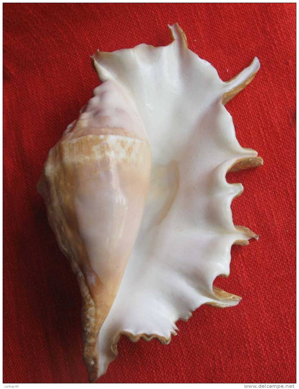 1 Coquillage - Seashells & Snail-shells