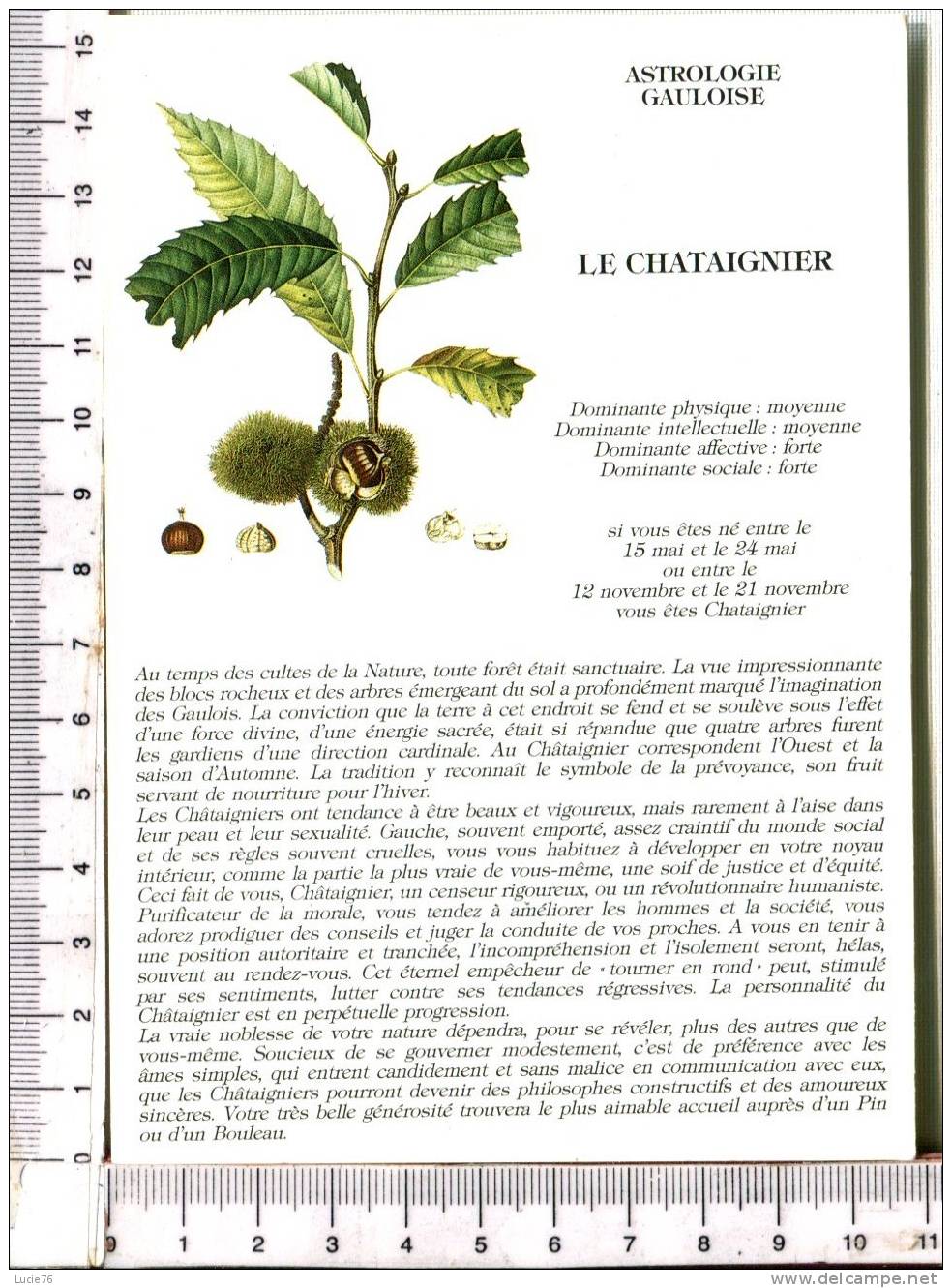 ASTROLOGIE   GAULOISE -  LE CHATAIGNIER - Astrologie