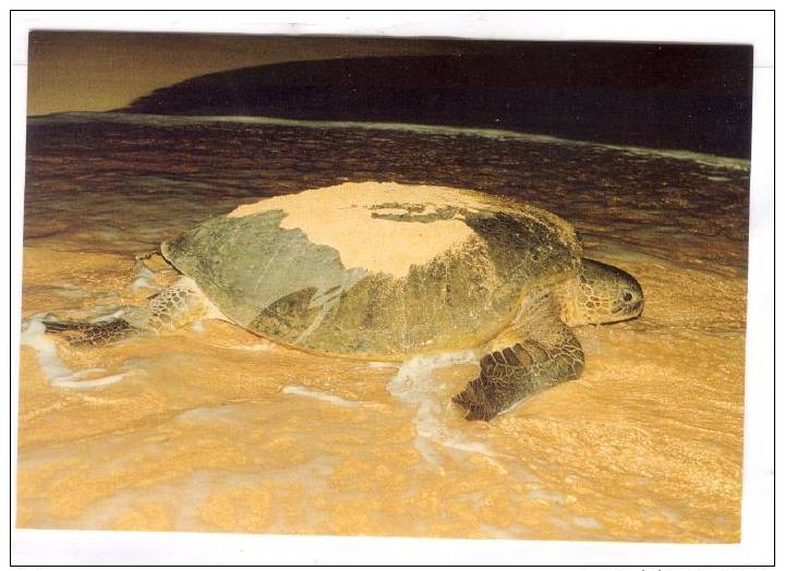 Ascension Island, 1990s : Green Turtle - Ascensione