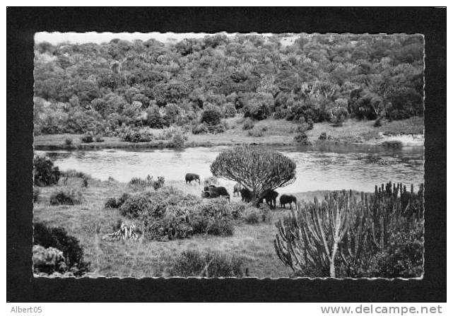 Faune Africaine - Troupeau D´éléphants à L´ombre Des Euphorbes - Hoa-Qui 1507 - French Congo