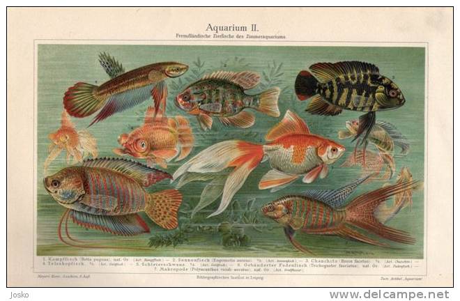 AQUARIUM 2. ( Old Original Lithography From 1904.) Acuario Acquario Aquário Fish Poisson Peces Pesce Peixes Vis - Lithographien