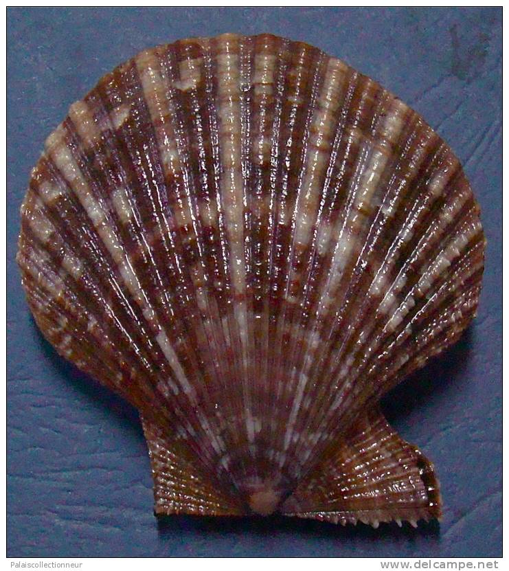 N°3398 //  CHLAMYS  GLORIOSA  " Nelle-CALEDONIE " // F+++ : 69,8mm // ASSEZ RARE . - Muscheln & Schnecken