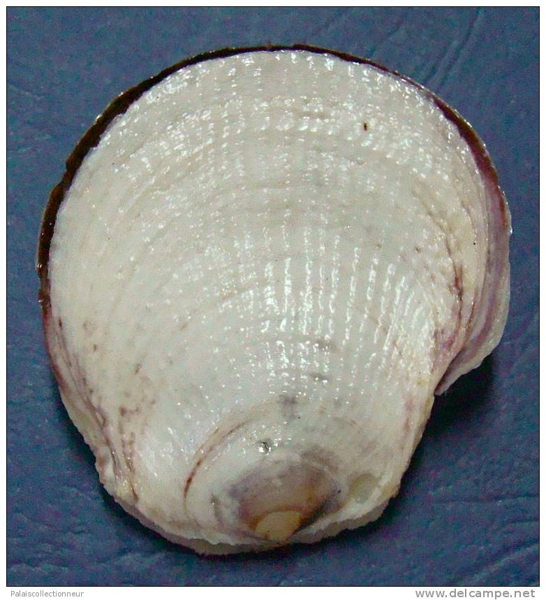 N°3405 //  PEDUM  SPONDYLOIDEUM  " Nelle-CALEDONIE " // F+++ : 44,5mm //  RARE . - Seashells & Snail-shells
