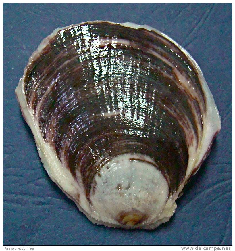 N°3407 //  PEDUM  SPONDYLOIDEUM  BLACK  " Nelle-CALEDONIE " // F+++ : 57,3mm //  RARE . - Seashells & Snail-shells