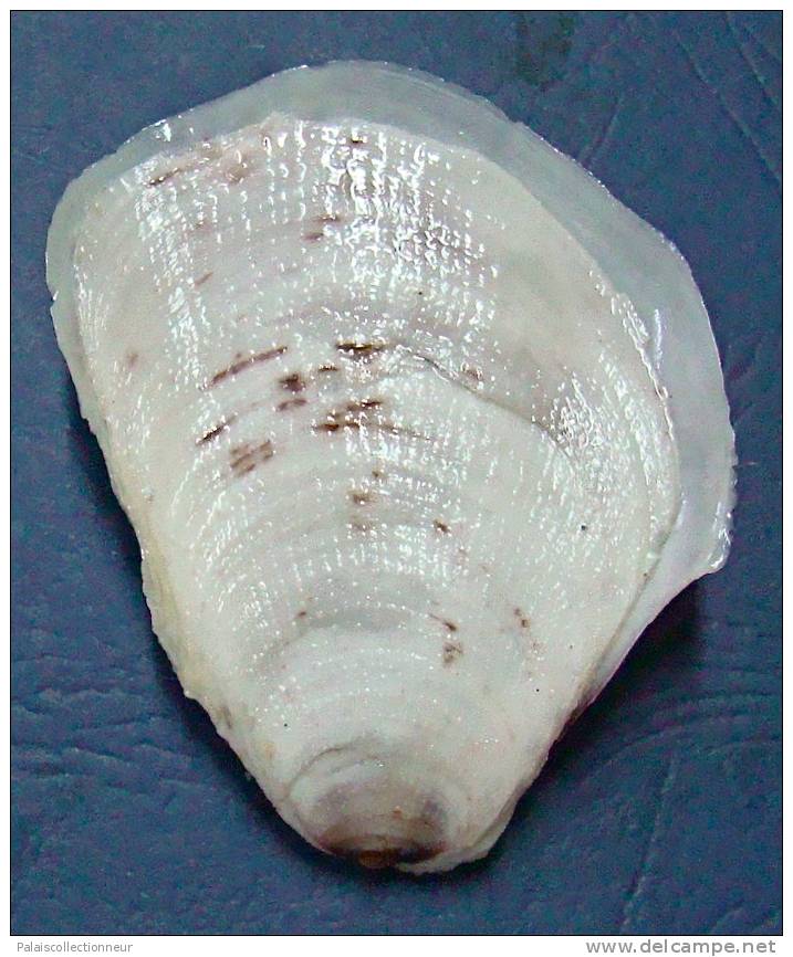 N°3408 //  PEDUM  SPONDYLOIDEUM   " Nelle-CALEDONIE " // F+++ : GROS : 64,7mm //  RARE . - Seashells & Snail-shells