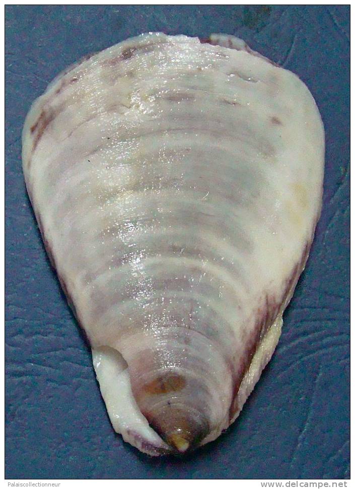 N°3409 //  PEDUM  SPONDYLOIDEUM   " Nelle-CALEDONIE " // F+++ : GROS : 68,3mm //  RARE . - Seashells & Snail-shells