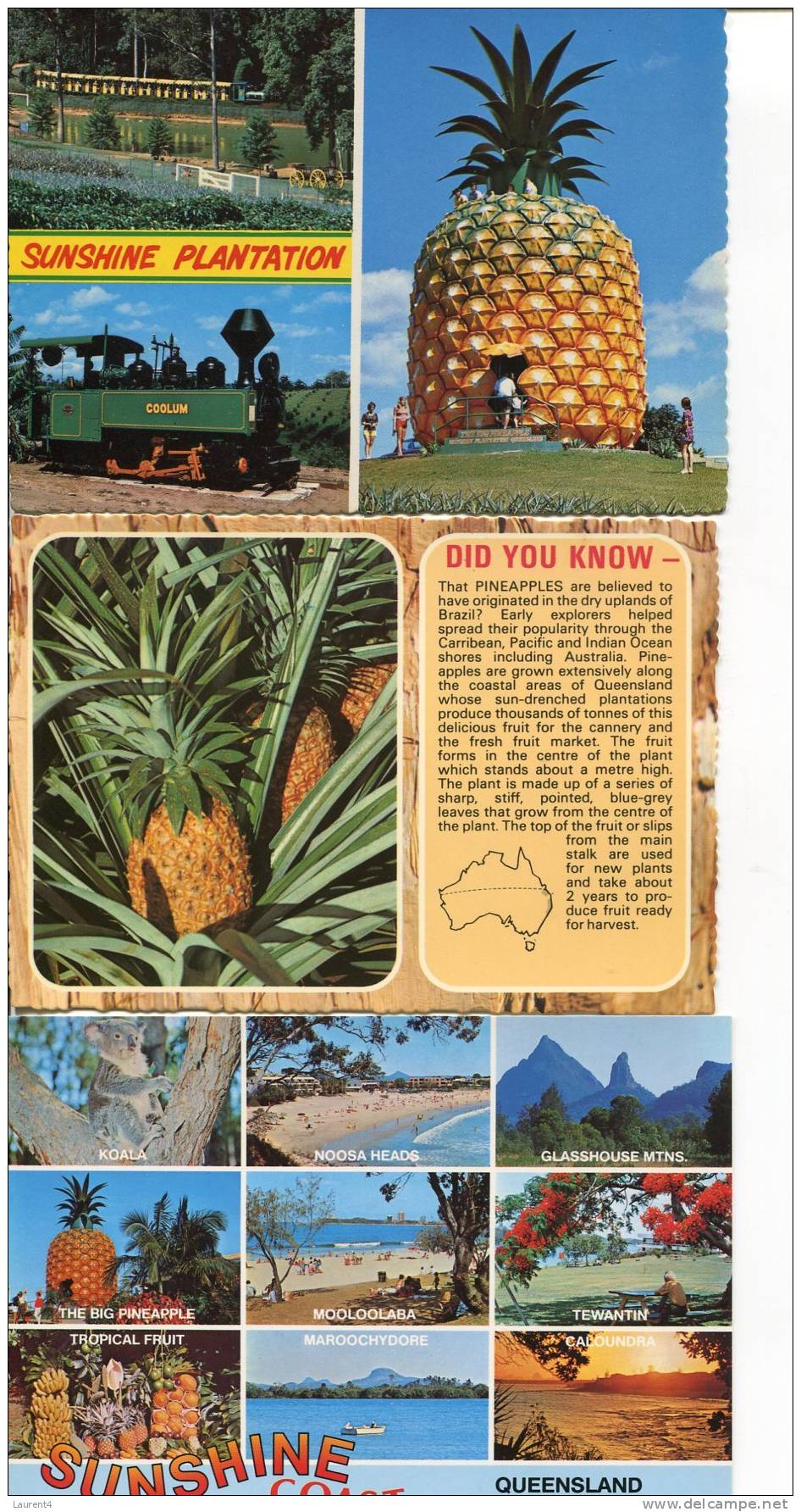 (73) - 3 X Pineappe Postcard - Carte D´ananas - Landbouw