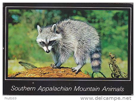 BEAR - 40294 Southern Appalachian Mountain Animals - Waschbär / Racoon - Bären