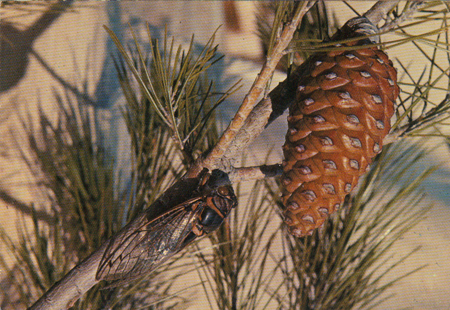 CPM D'une Cigale En Provence - Insects