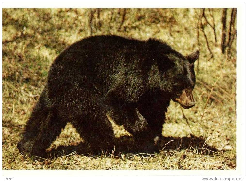 Black Bear , Alberta - Calgary