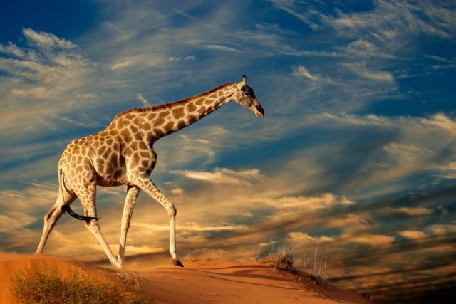 Art Print Reproduction On Original Painting Canvas, New Picture, Animal, Tier, Animale, Giraffe, Sand - Other & Unclassified