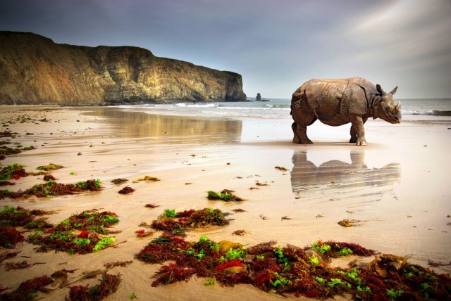 Art Print Reproduction On Original Painting Canvas, New Picture, Animal, Tier, Animale, Rhinoceros, Coast, Beach - Autres & Non Classés