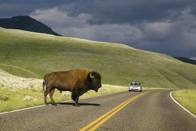 Art Print Reproduction On Original Painting Canvas, New Picture, Animal, Tier, Animale, Road, Car, Bison, Buffalo - Other & Unclassified