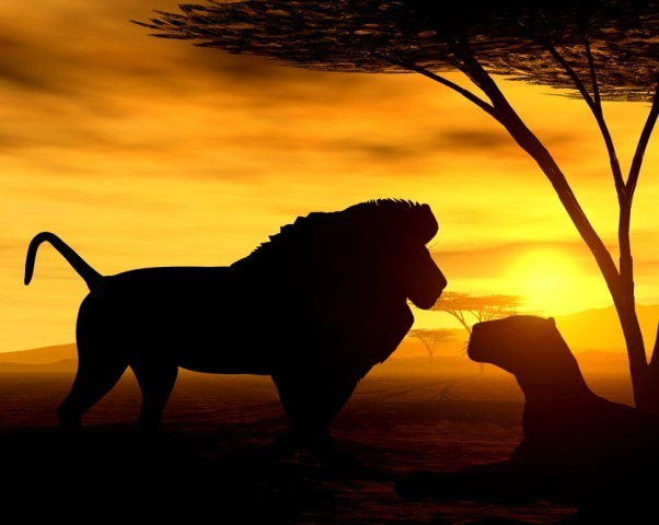 Art Print Reproduction On Original Painting Canvas, New Picture, Animal, Tier, Animale, Africa, Savanna, Sunset, Lions - Andere & Zonder Classificatie