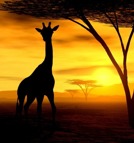 Art Print Reproduction On Original Painting Canvas, New Picture, Animal, Tier, Animale, Africa, Savanna, Sunset, Giraffe - Other & Unclassified