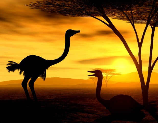 Art Print Reproduction On Original Painting Canvas, New Picture, Animal, Tier, Animale, Africa, Savanna, Sunset, Ostrich - Other & Unclassified