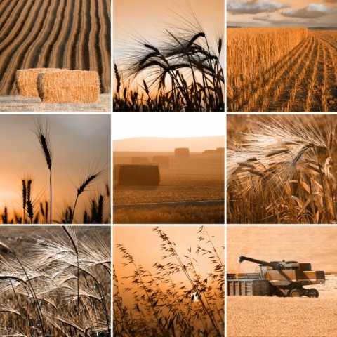 Art Print Reproduction On Original Painting Canvas, New Picture, Autumn, Harvest, Grain, Cereal, Wheat - Other & Unclassified