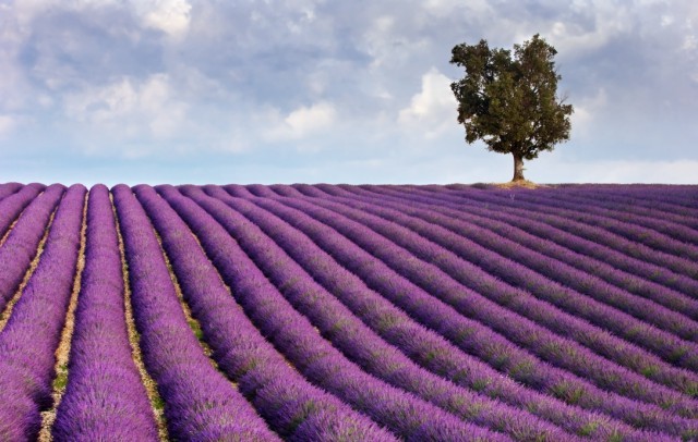 Art Print Reproduction On Original Painting Canvas, New Picture, Purple Flower, Meadow, Lavender Plantation - Other & Unclassified