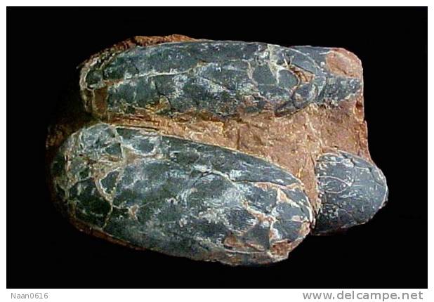 Dinosaur Egg Fossil   , Postal Stationery -- Articles Postaux (A49-41) - Fossili