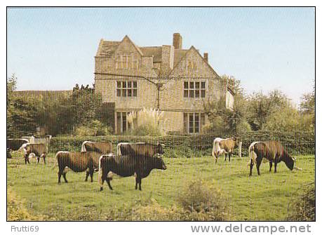 COW / KUH ... - 40702 Gloucester Cattle At Wickcourt Before The Herd Dospersal In 1972 - Cows