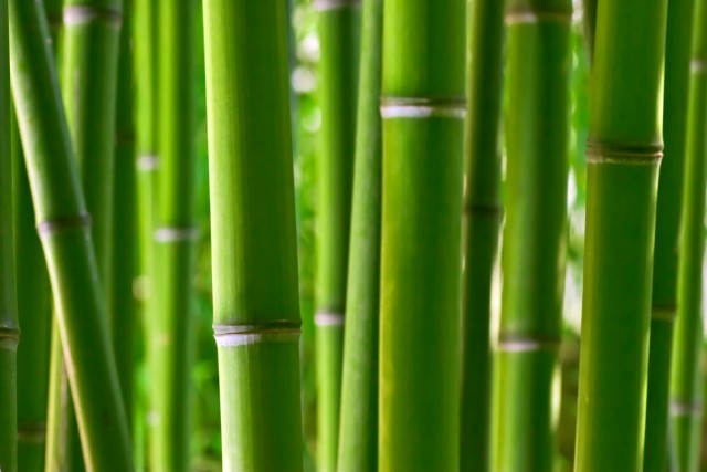 Art Print Reproduction On Original Painting Canvas, New Picture, Plant, Bamboo Stalk, Bambus, Bambú - Other & Unclassified