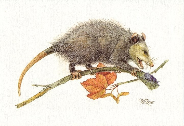 Art Print (25.5 X 17.5 Cm) - 1.3 - Virginiaanse Opossum, Didelphis Virginiana - Autres & Non Classés