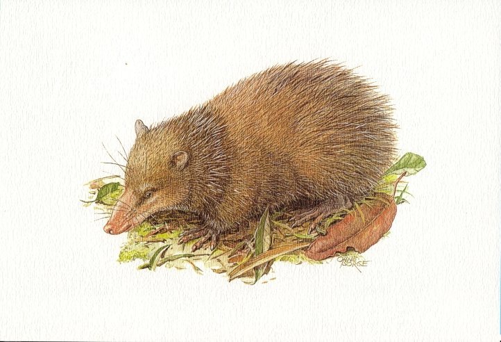 Art Print (25.5 X 17.5 Cm) - 1.18 - Gewone Tenrek, Tenrec Ecaudatus,  Tailless Tenrec, Tangue - Autres & Non Classés