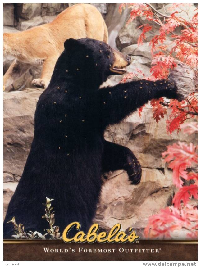 (79) 2 X Bear Postcard - Carte Postale Sur Les Ours - Ours