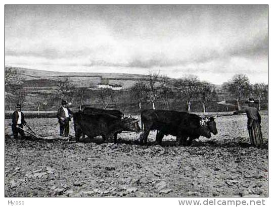 Il Etait Une Fois L´Auvergne Et Les Cevennes Labour A La Charrue Avec 2 Paires De Vaches, Reproduction Editions Arsere - Musique