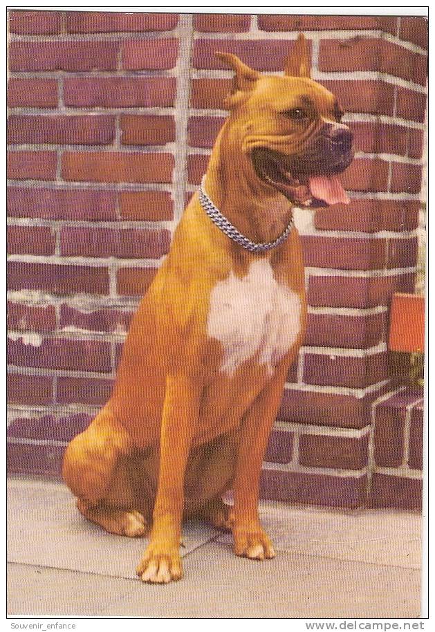 CP Chien Boxer - Dogs