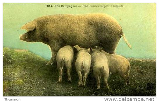 NOS CAMPAGNES  -  Une Heureuse Petite Famille - 1947  - BELLE CARTE - - Schweine