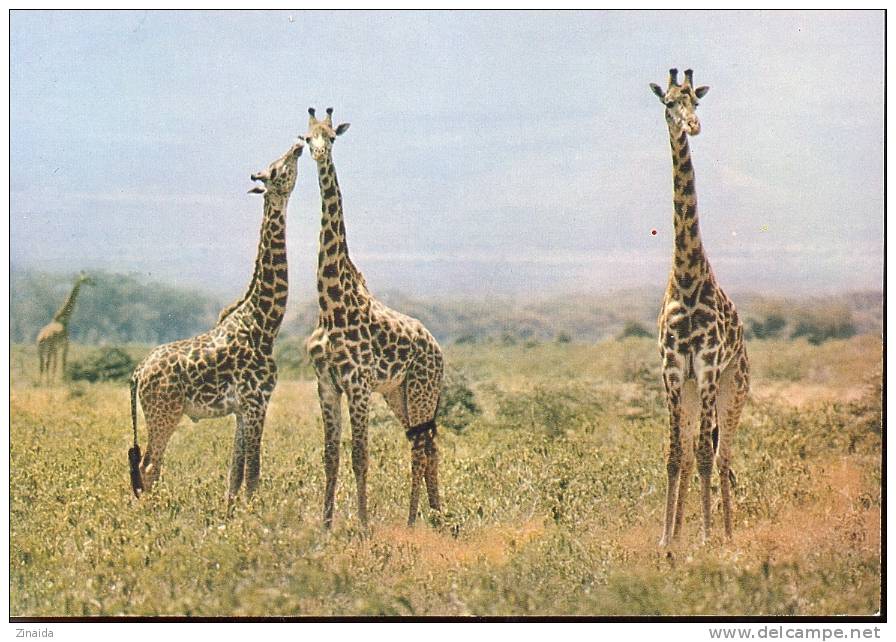 CARTE POSTALE DE GIRAFES - Giraffes