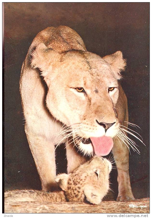 CARTE POSTALE D UNE LIONNE ET SON BEBE LION - Leones