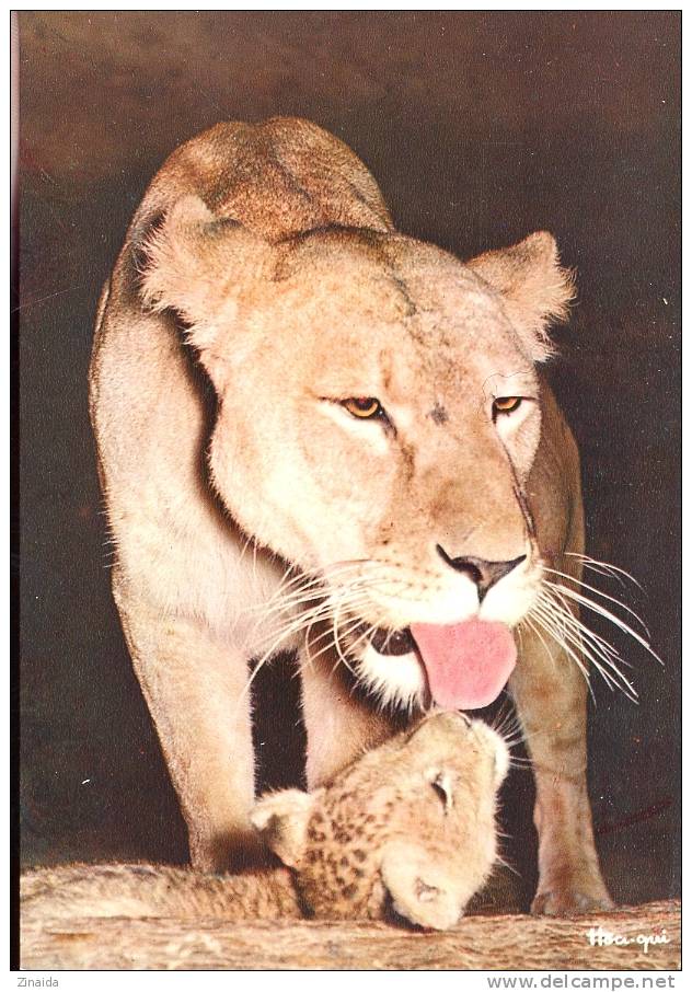 CARTE POSTALE D UNE LIONNE ET SON BEBE LION - Lions
