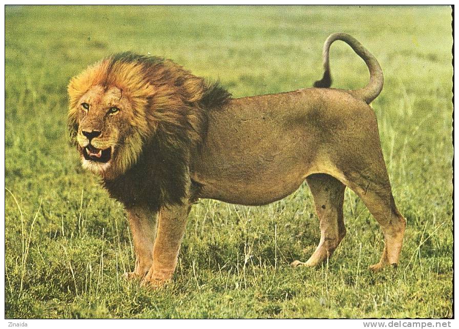 CARTE POSTALE D UN LION - Lions
