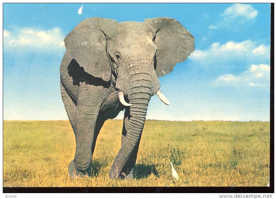 CARTE POSTALE D UN ELEPHANT - Elefanten