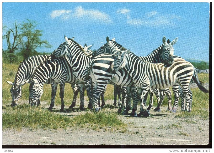 CARTE POSTALE DE ZEBRE - Zebras