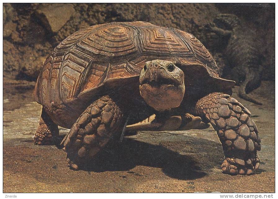 CARTE POSTALE  DE L AQUARIUM TROPICAL DU MUSEE NATIONAL DES ARTS AFRICAINS ET OCEANIENS - TESTUDO SULCATA - AFRIQUE - Tortues