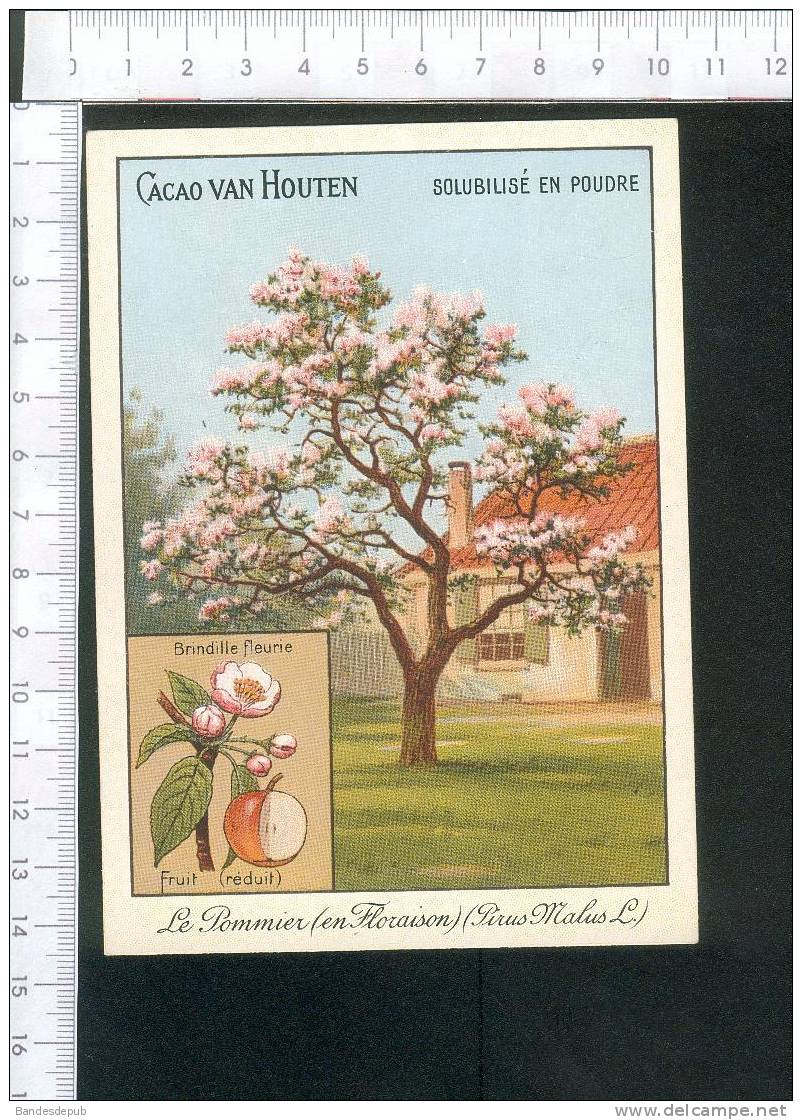 Van Houten Chromo Didactique Thème Pommier Fruit Fleur  Pomme Pommes - Van Houten