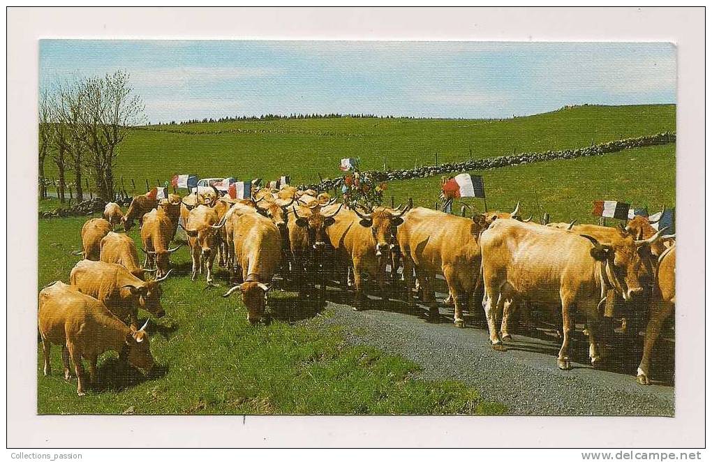 Cp , AGRICULTURE , ELEVAGE , Monts D'AUBRAC , La Transhumance , Troupeaux , Drapeaux - Crías