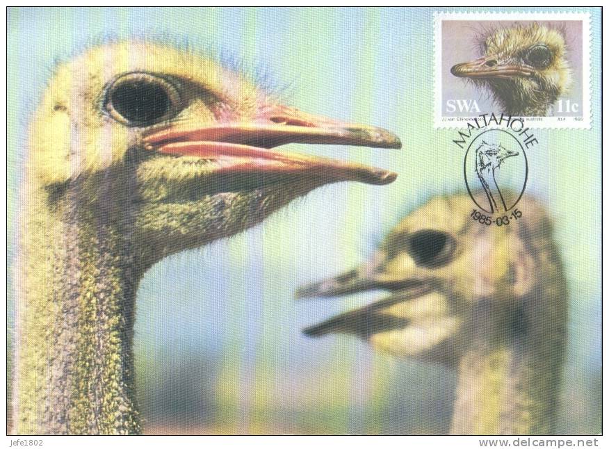 Birds - Ostrich / Strauss / Struisvogel - Autruches