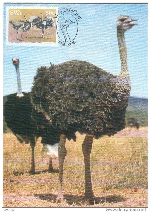 Birds - Ostrich / Strauss / Struisvogel - Ostriches