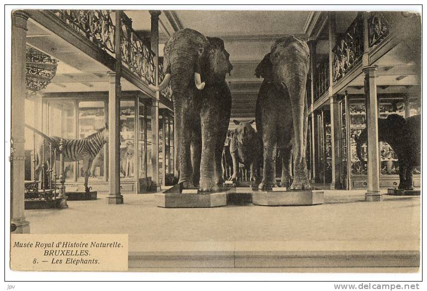 BRUXELLES. Musée Royal D'Histoire Naturelle. Les éléphants. - Musea