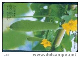 # KOREA IO9907104 Luffa Cylindrica 3300 Incard 07.98 -fleurs,flowers- Tres Bon Etat - Korea, South