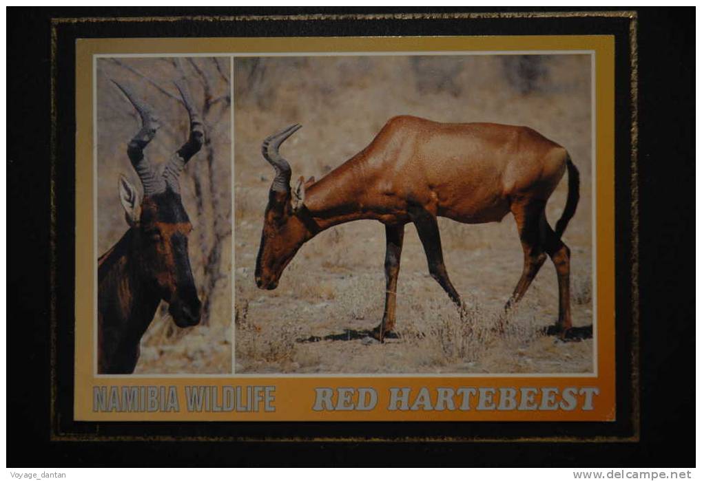 NAMIBIA WILDLIFE RED HARTEBEEST - Namibie