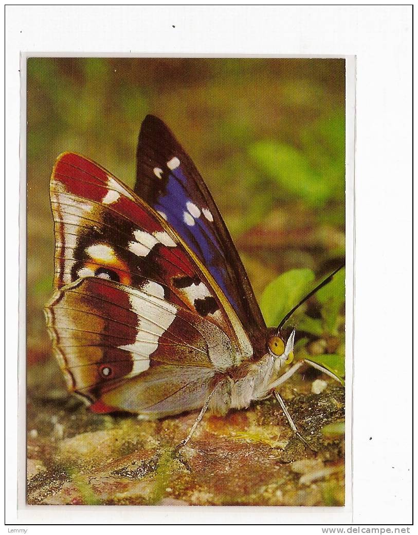 PAPILLON - GRAND MARS CHANGEANT-  APATURA IRIS L.-  KRAUSS 658 - Insects