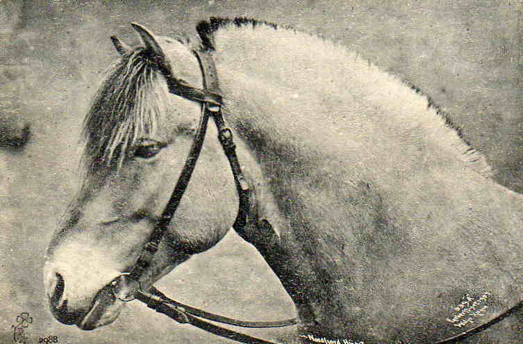 NORVEGE. Nordfjord Hinöst. Illustration. WILJE XONIA. Cheval. Horse. - Norvège