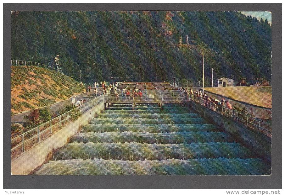 United States OR - Bonneville Dam, Fish Ladders Columbia River - Portland