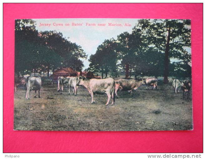 Jersey Cows On Bates Farm Near Marion Al  Circa 1907 - Andere & Zonder Classificatie